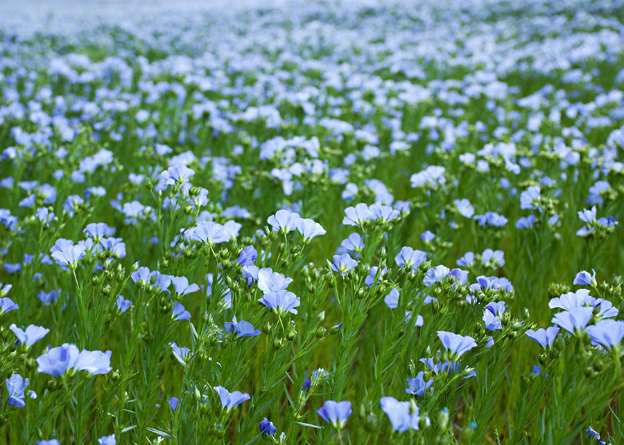 Расширение регистрации гербицида Горгон