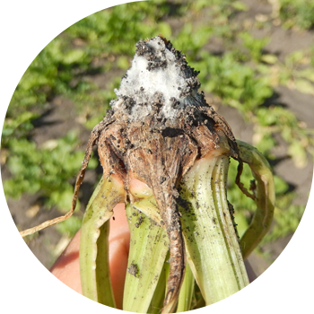 Кызылчанын фузариоз чириги