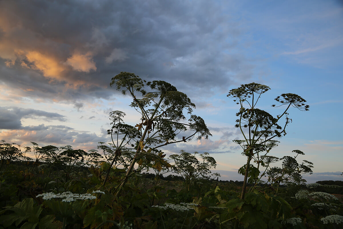 Препарат «Августа» против борщевика показал свою эффективность на демонстрационных испытаниях по применению на землях населенных пунктов
