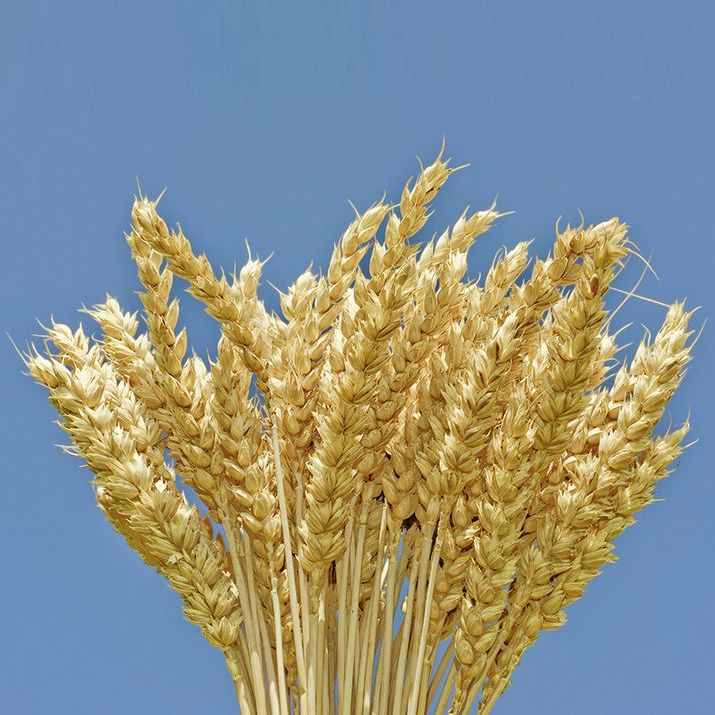 «Август-Лениногорск»