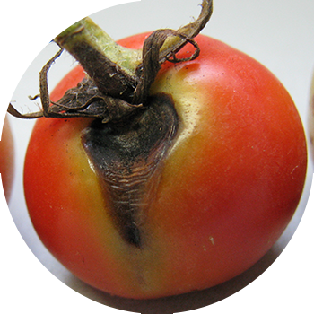Помидор альтернариозу