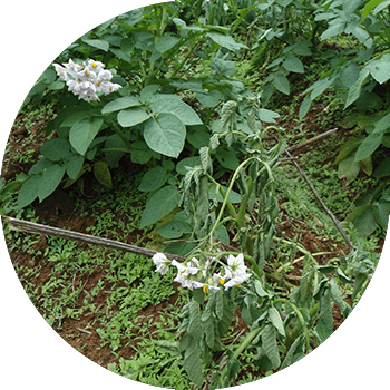 Картошканын күрөң бактериозу (бактериялык вилт) 