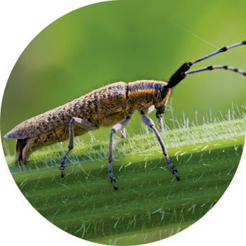 Күн карама муруту