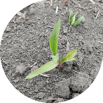 Жөнөкөй Коммелина