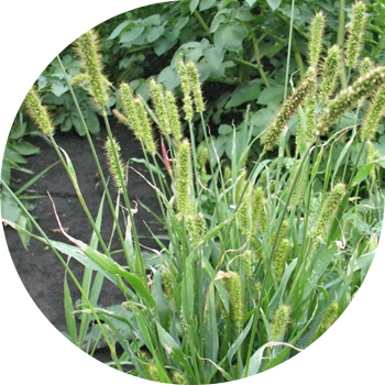 Кылчак жашыл (чычкан жашыл) кылчак боз (чычкан боз)