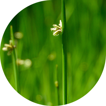 Жайылган Камыш