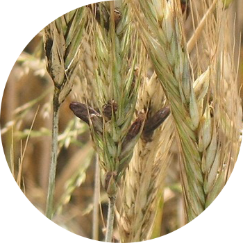 Эргот дан эгиндери