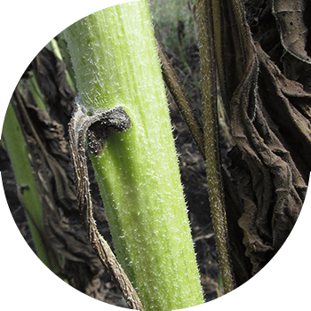 Күн караманын фомозу