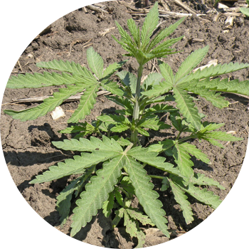 Кара куурай отоо