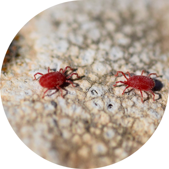 Кызыл жемиш кенеси