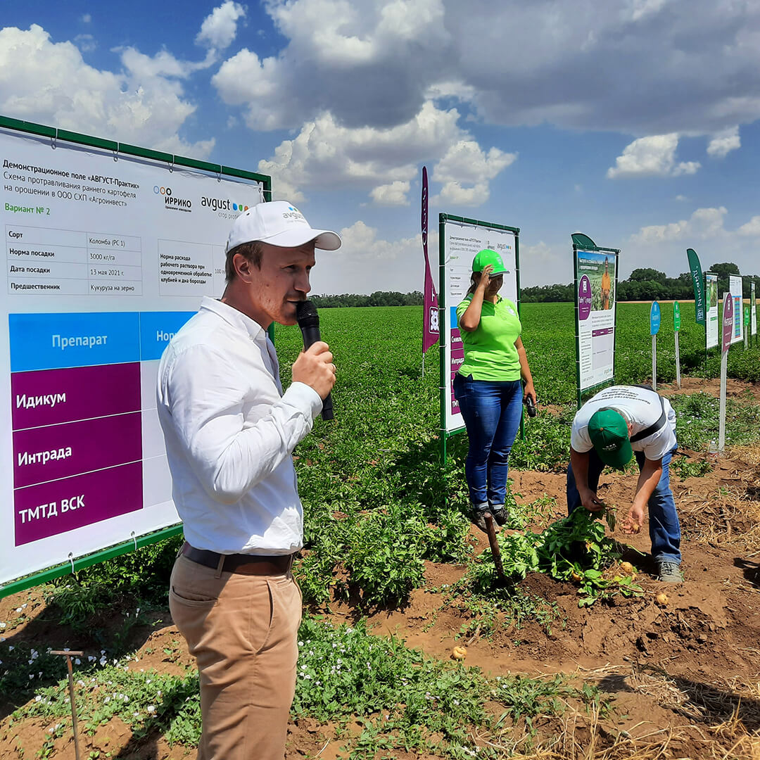 Ставрополдогу картошка талаасы күнү