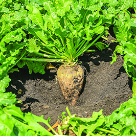 Қант қызылшасы