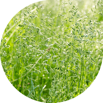 Жылдык блюграсс