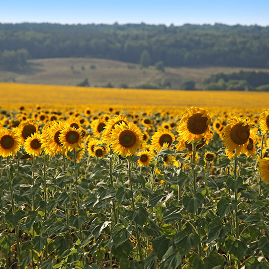 "Август-Лениногорск"