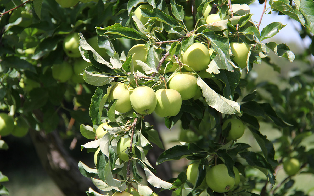 "Август" Орусияда мөмө-жемиш өсүмдүктөрүнүн оорулары менен күрөшүү үчүн биринчи гибрид препаратын каттады