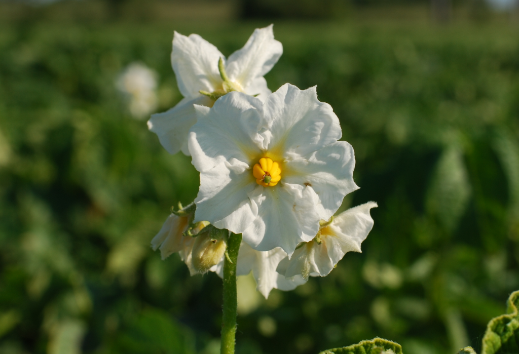 Астрахан картошкасы "Август"корголгон