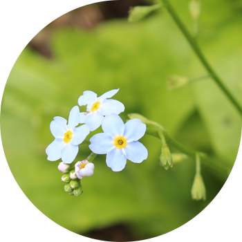 Унутпа талаа