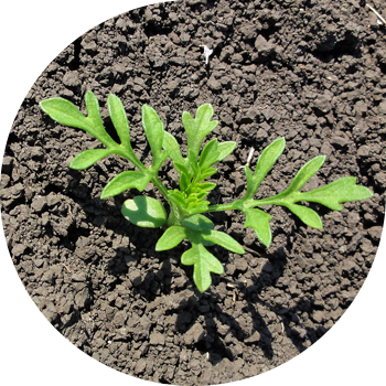 Эрмен жалбырактуу Амброзия