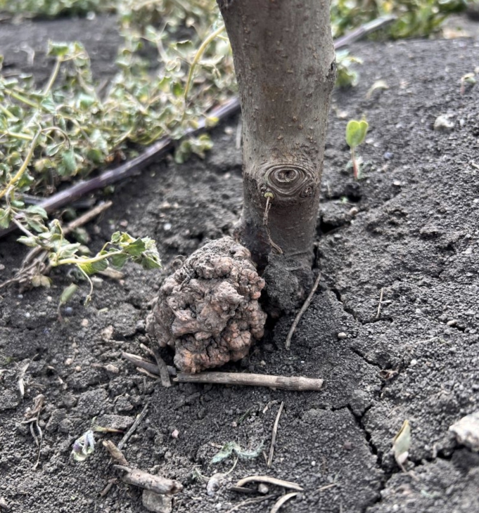 Жемиш өсүмдүктөрүнүн тамыр рагы