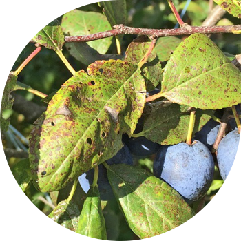 Гастостероспориоз