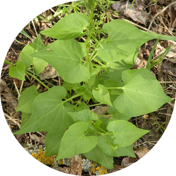 Бөрү карагат