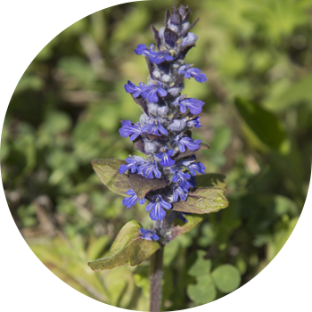 Женева жашаган