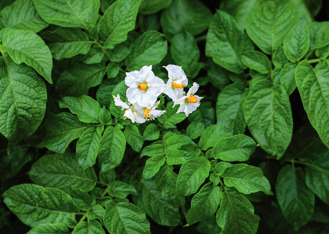 Зарегистрирован новый инсектицид Скутум