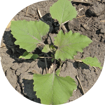 Кадимки Дурнишник