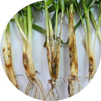 Ак тамыр чириги (гибеллиноз, ак саман чириги, актык чириги)