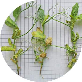 Буурчак фузариозу