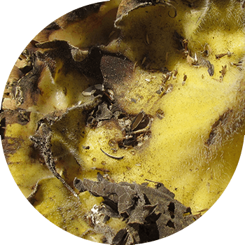 Күн карама себеттеринин кургак чириги