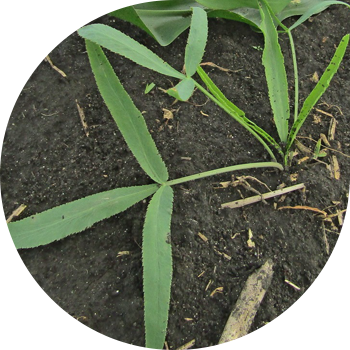 Кадимки кескич