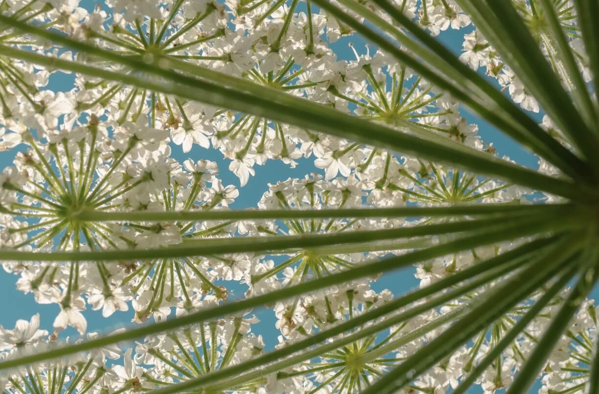 Борщевик вне закона: что мешает сдержать наступление опасного сорняка