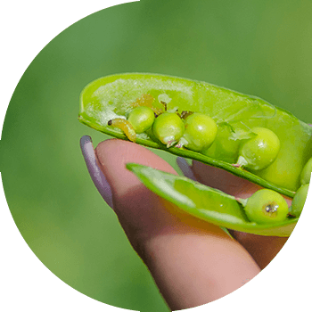 Буурчак мөмөсү