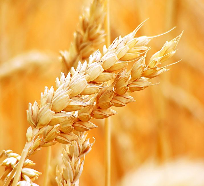 «Август-Лениногорск»