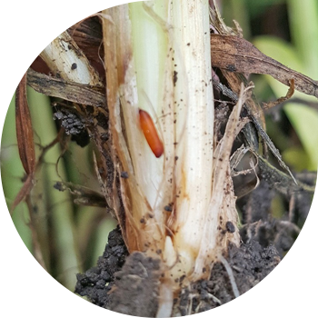 Буудай чымын