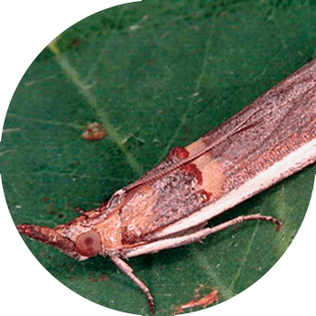 Буурчак (акация) атуу