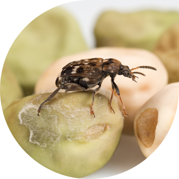 Буурчактын даны