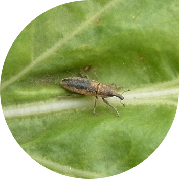 Кызылча чөптөрү