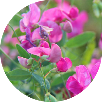 Чина туберкулез