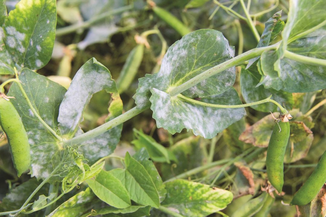 Бұршақ ұнтақты көгеру