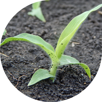 Таруу (чач сымал, үстү түстүү)