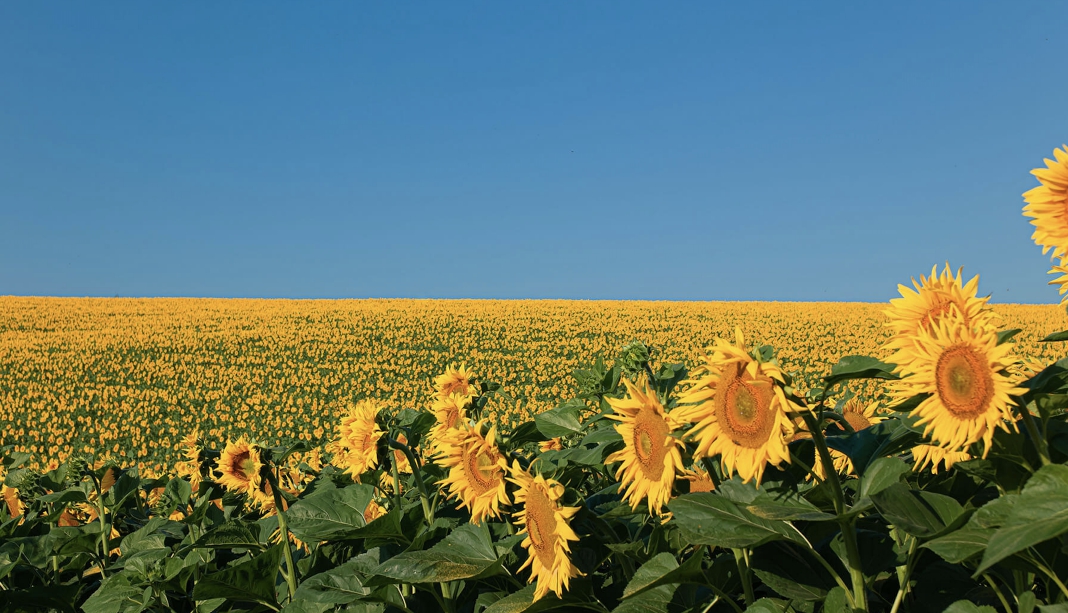 Татарстанда жаңы май экстракция заводу курулат