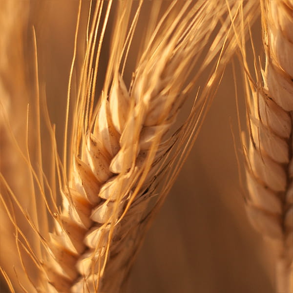 Катардагы өсүмдүктөрдү себүү калькулятору