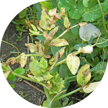 Буурчак антракнозу