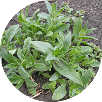 Ясколка талаасы