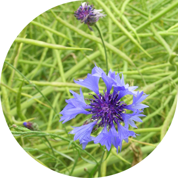 Жалбыз жалбырагы