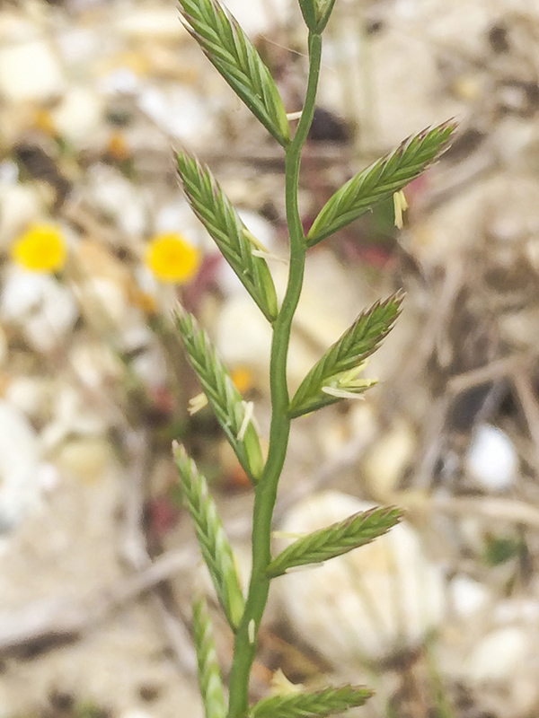 зиянды объектілер каталогы