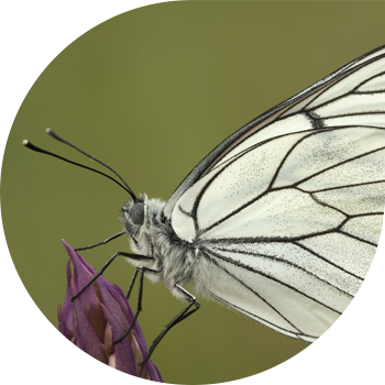 Долоно айыл аймагы