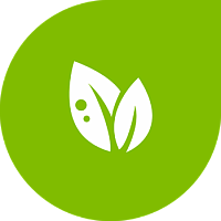 Капуста көчөтүнүн кара буту